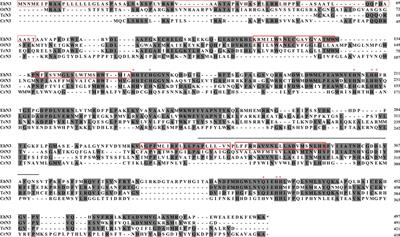 Molecular cloning and functional analysis of a plastidial ω3 desaturase from Emiliania huxleyi